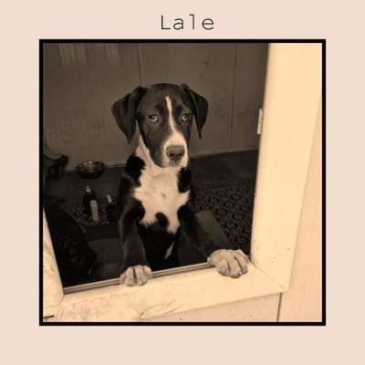 Tierschutzhunde suchen ein Zuhause-Beitrag-Bild