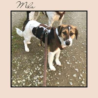 Tierschutzhunde suchen ein Zuhause-Beitrag-Bild