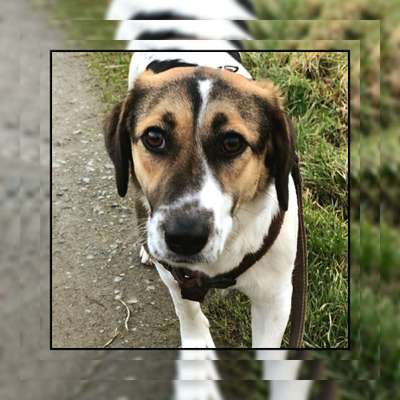 Tierschutzhunde suchen ein Zuhause-Beitrag-Bild