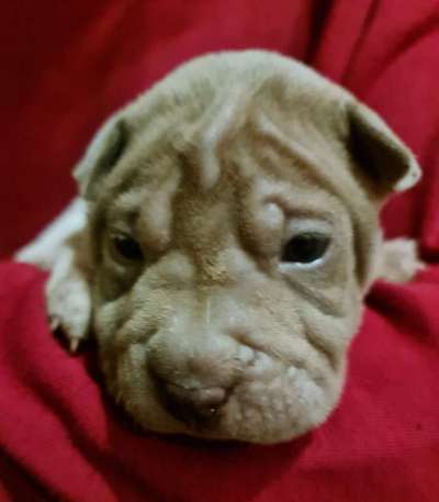 Das erste Bild eures Hundes-Beitrag-Bild