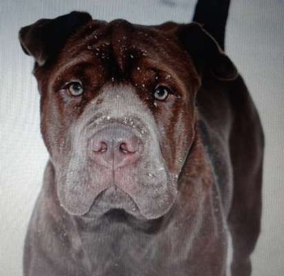 11. Collagen-Challenge
Dein*e Hund*e in verschiedenen Lebensphasen-Beitrag-Bild