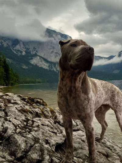 156. Fotochallenge *** DEIN HUND UND DIE WUNDERSCHÖNEN WOLKEN ***-Beitrag-Bild