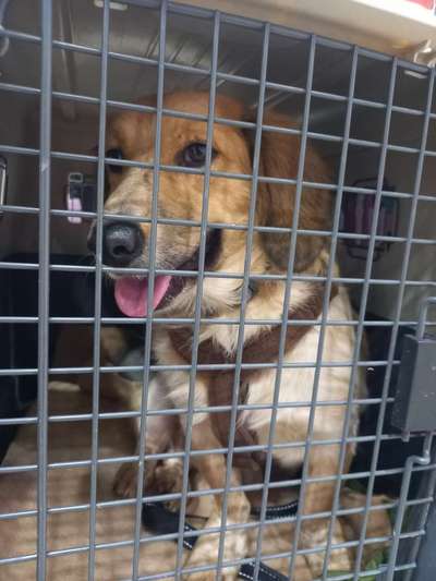 Tierschutzhunde suchen ein Zuhause-Beitrag-Bild