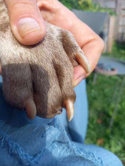 Abgerissene Kralle-Beitrag-Bild