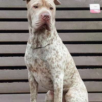 Der Fall "Sam" - Angriff oder missglückter Rettungsversuch?-Beitrag-Bild