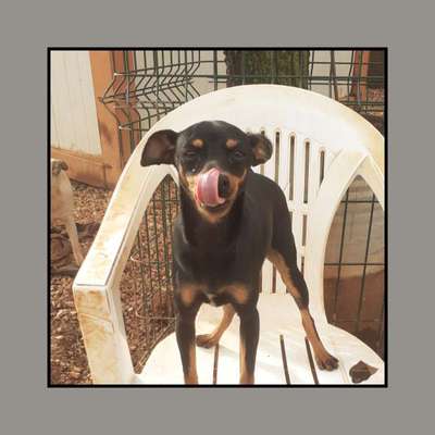 Tierschutzhunde suchen ein Zuhause-Beitrag-Bild