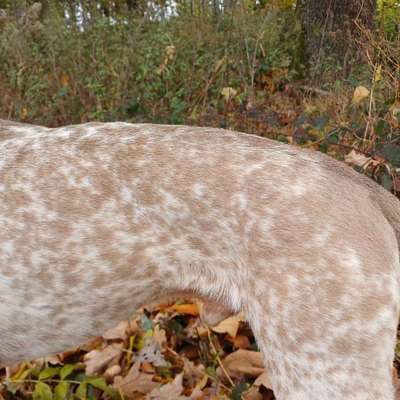Wie optimal ist das Körpergewicht meines Hundes?-Beitrag-Bild