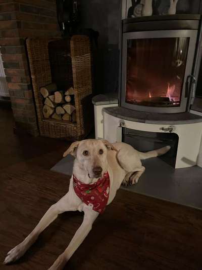 Tierschutzhunde suchen ein Zuhause-Beitrag-Bild