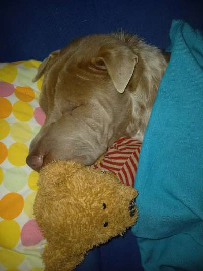 Zu viel Geschiss (Getue) um den Hund?-Beitrag-Bild