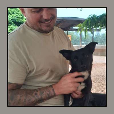 Tierschutzhunde suchen ein Zuhause-Beitrag-Bild