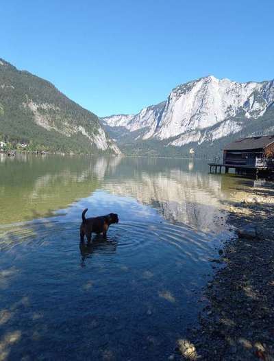 Die wunderschöne Welt mit Hund.-Beitrag-Bild