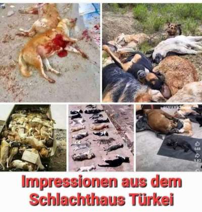 Warum lasst ihr kastrieren?-Beitrag-Bild