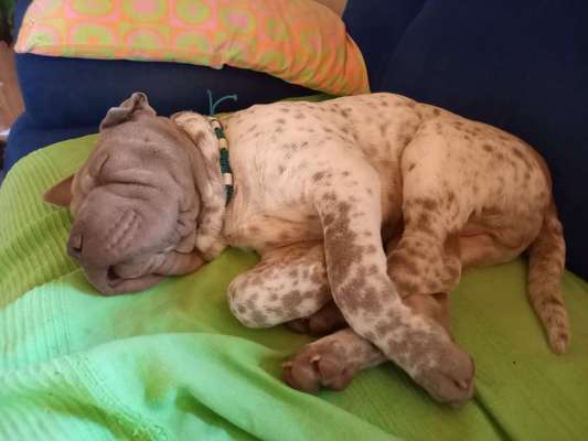 Wie heißt dein Hund?-Beitrag-Bild