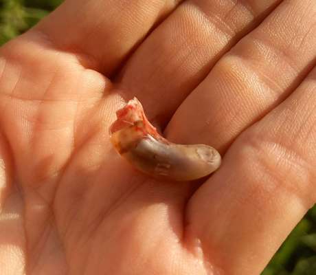 Halb abgerissene,gespaltene Daumenkralle-Beitrag-Bild