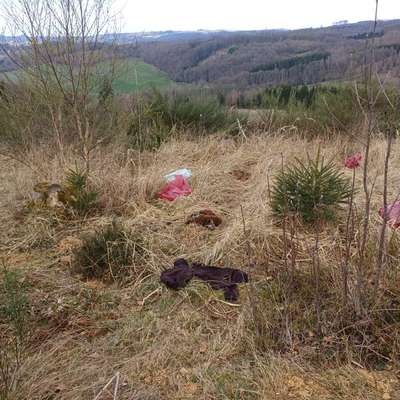 Warum Kadaver im Wald entsorgen?-Beitrag-Bild