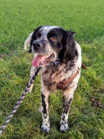 Tierschutzhunde suchen ein Zuhause-Beitrag-Bild