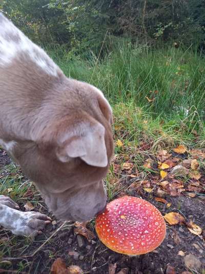 33.Farben Challenge: 
Thema Herbstfarben-Beitrag-Bild