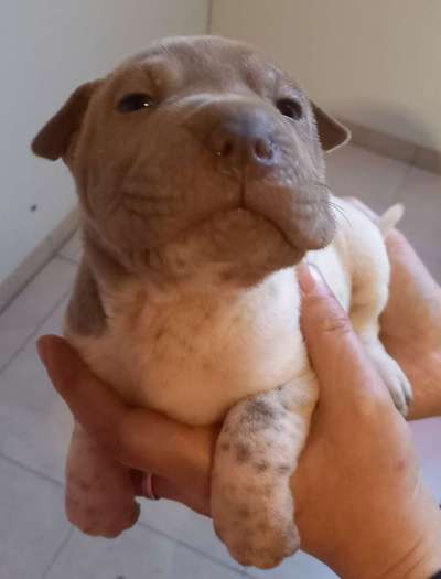 Zeige den lustigsten Blick deines Hundes-Beitrag-Bild