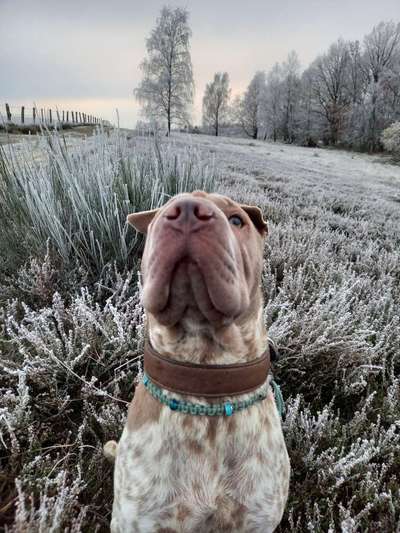 Foto Challenge Nr.: 114
Hunde im Schnee-Beitrag-Bild