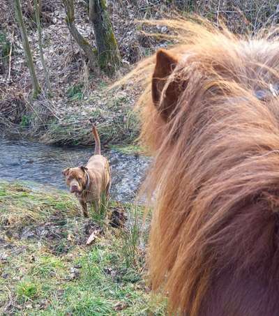 11. Collagen-Challenge
Dein*e Hund*e in verschiedenen Lebensphasen-Beitrag-Bild