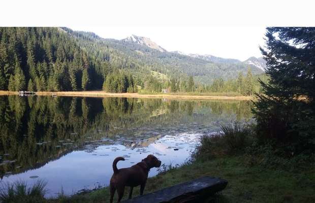 Dogorama Photo Challenge - Märchenwald-Beitrag-Bild