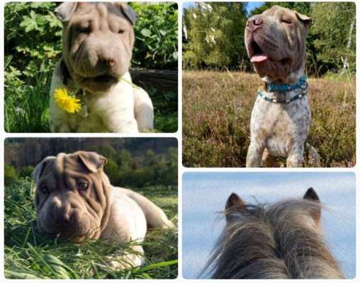 1. Fotochallenge Collagen - 4 Jahreszeiten-Beitrag-Bild