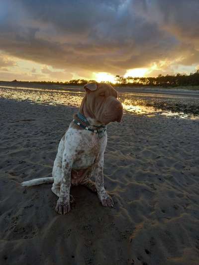 Dogorama Foto Challenge - Dämmerung-Beitrag-Bild