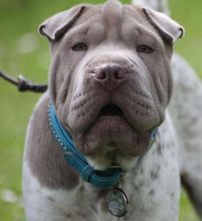 Hunde Porträt (Portrait) Galerie....-Beitrag-Bild