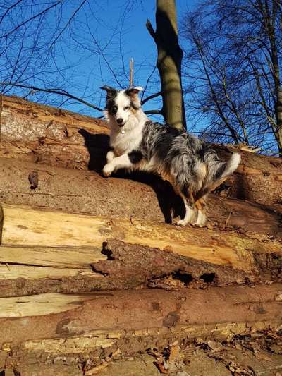 Aussies-Beitrag-Bild