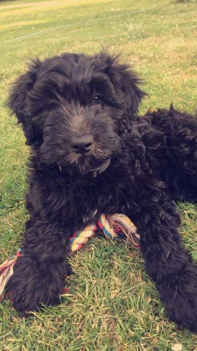 Hundebegegnung im Raum EM-Beitrag-Bild