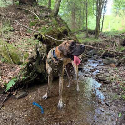 Hundetreffen-Gassi und Spiel treffen gesucht :)-Bild
