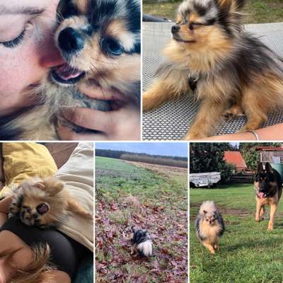 Fotosammlung: ,,Der natürliche Hund" Unbearbeitet, ungestellt und in Natura-Beitrag-Bild