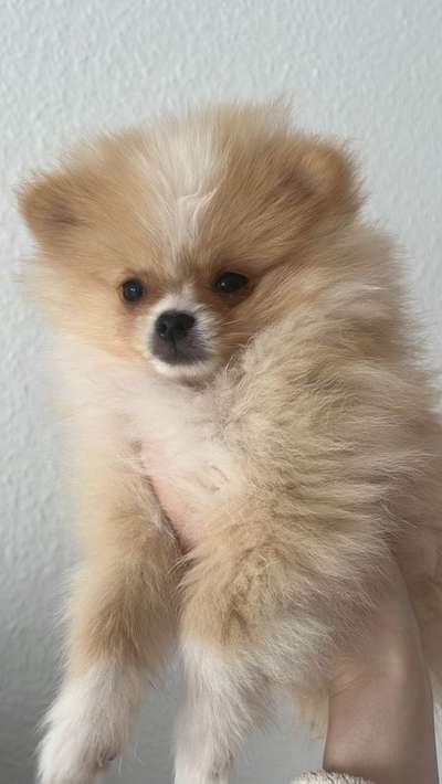 Hundenamen Rüde- Name gefunden Monti!-Beitrag-Bild