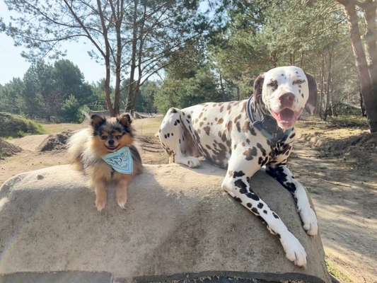 Hundetreffen-Regelmäßige gemeinsame Spaziergänge-Bild