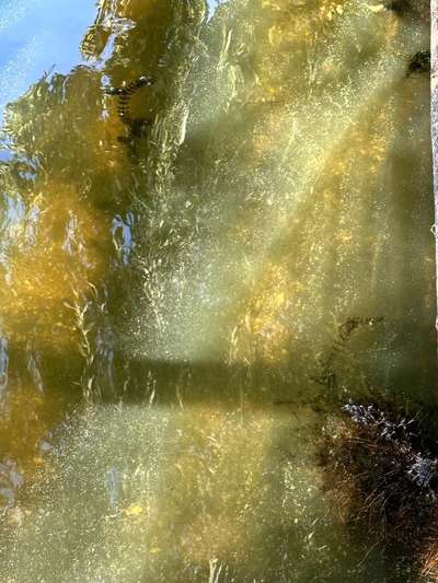 Giftköder-Blaualgen-Bild