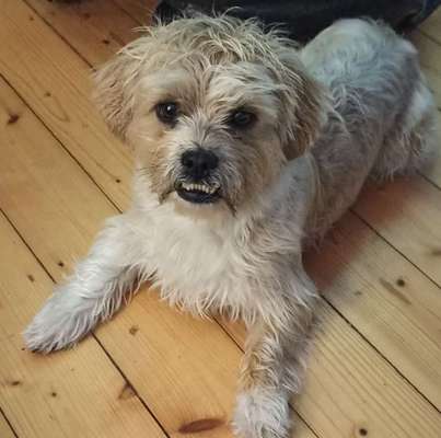 Unsere Fellnasen-Vielfalt im Überblick!-Beitrag-Bild