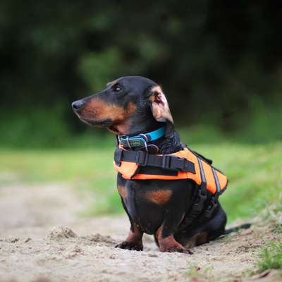 Hundetreffen-Spielen und Trainieren-Bild