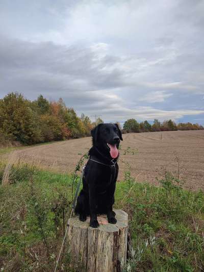 Mischlinge raten - Rätselspaß-Beitrag-Bild