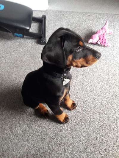 Welpen Bilder !-Beitrag-Bild