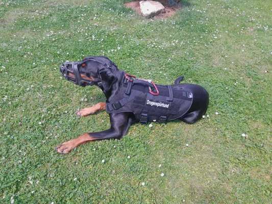 Wie sitzt mein Geschirr?-Beitrag-Bild