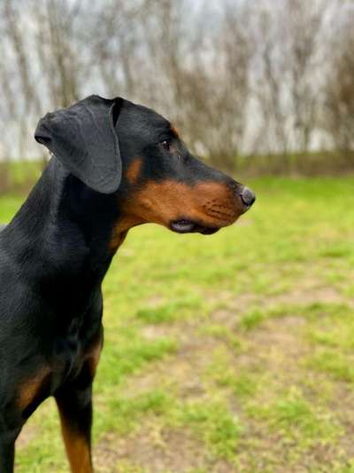 Wo sind hier die Dobermänner-Beitrag-Bild