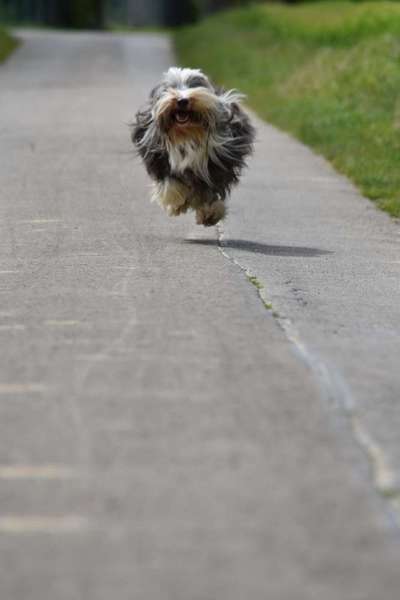 Dogorama Photo Challenge - Fail/Outtakes-Beitrag-Bild