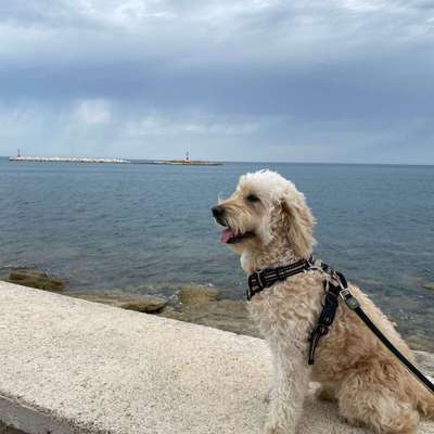 Hundetreffen-Gassi-Bild