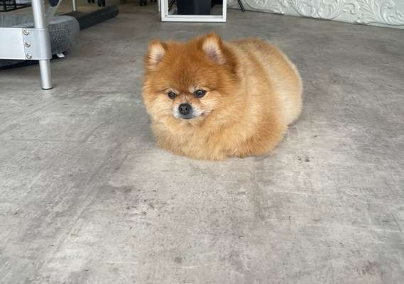 Pomeranian-Beitrag-Bild