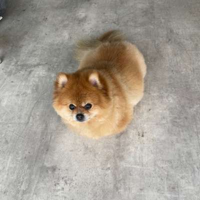 Hundetreffen-Puschum braucht Freunde in seiner Größe-Bild