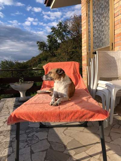 36. Handy Foto Challenge - Sonnenanbeter-Beitrag-Bild