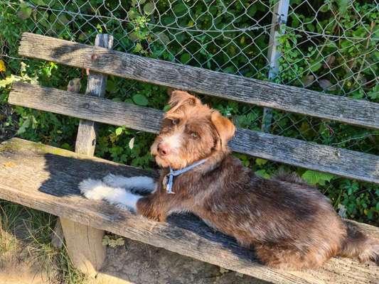 Die Dogorama Kalender Challenge Titelbild-Beitrag-Bild