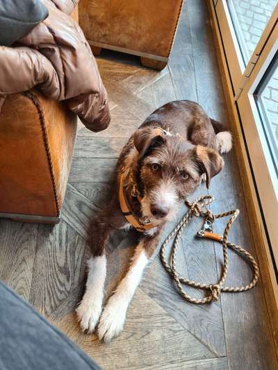 Welches Halsband trägt dein Hund und warum dieses?-Beitrag-Bild