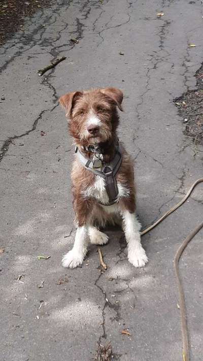 Hunde aus dem Tierschutz: Bulgarien-Beitrag-Bild