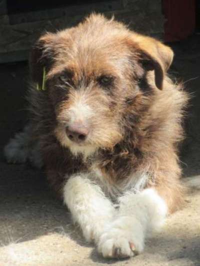 Wie kamst du zu deinem Hund?-Beitrag-Bild